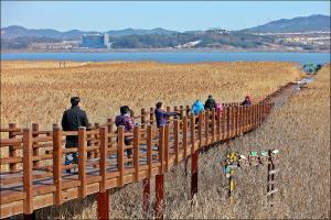 사랑과 추억을 안고 떠나는 낭만 여행지, 신성리갈대밭 ,충청남도 서천군