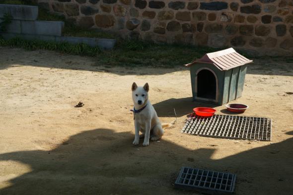 민칠식가옥의 앞마당에 귀여운 강아지가 있다. 