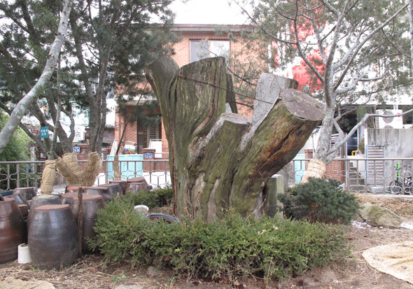 천연기념물이었던 통의동 백송은 1993년 태풍으로 고사하여 둥치만 남아 있다.