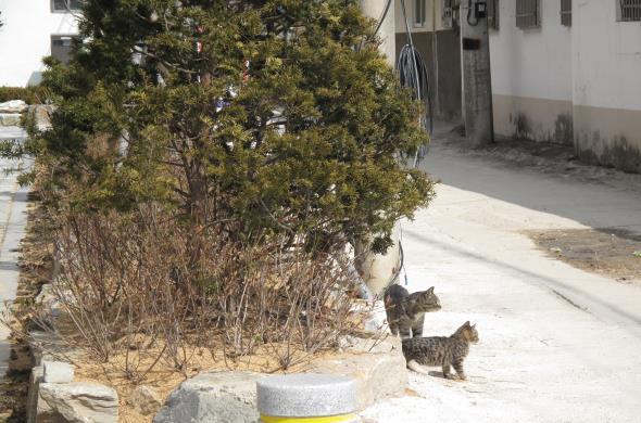 순창읍내에서 햇볕 쬐는 고양이 모녀