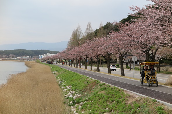 경포호는 봄이면 둘레를 따라 벚꽃이 흐드러지게 피어나는 명소다.