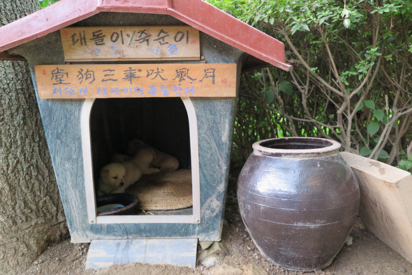 죽향문화체험마을에서 살고 있는 강아지들. 대돌이와 죽순이라는 이름이 정겹다.