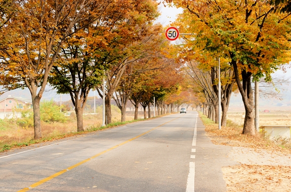 도리사 입구의 은행나무 또한 가을 옷을 입었다. 