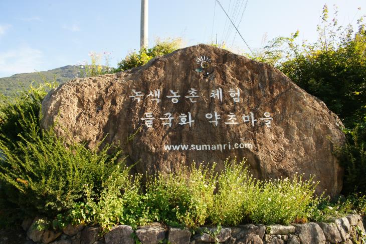 약초의 고장, 화순군 수만리 들국화 마을,,체험,여행기사,트래블아이