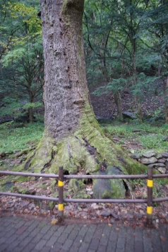 초록으로 가득한 백양사의 여름