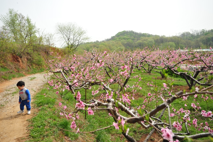 복사꽃 향기로 아찔한 그곳, 부천으로,,명물,여행기사,트래블아이