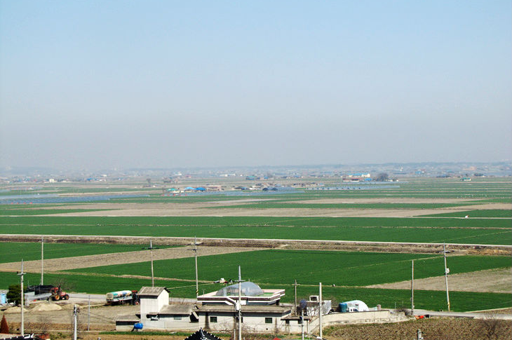 김제 청보리밭의 면적은 약 420만 평에 달한다.&nbsp;국내에서 가장 큰 규모다.