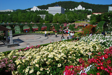 해마다 5월이면 조선대학교 장미원에서는 '장미축제'가 열려 많은 이들을 설레게 한다.