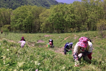 높지 않은 산자락은 일반인들이 산나물 채취를 하기 쉬운 장소 중 하나다.