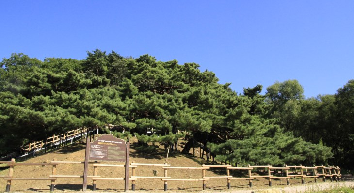 축축 처져 더 특이한 외양을 자랑하는 직두리 부부송.