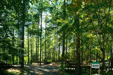 청옥산자연휴양림은 국내 최초의 캠핑전문 휴양림으로, 삼림욕과 캠핑을 함께 즐길 수 있다.