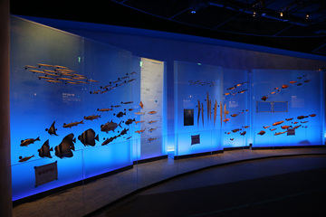 전시관 내에는 약 7천여 점의 해양생물 표본과 생활사가 소개돼 있다.