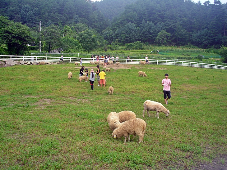 초원과 양떼가 어우러진 목장 풍경. 체험학습의 장점은 보는 것만 아니라 직접 그것과 하나가 된다는 데 있다.