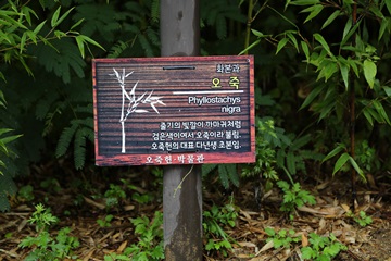 신비로운 검은 대나무 정원이 있는 오죽헌의 팻말