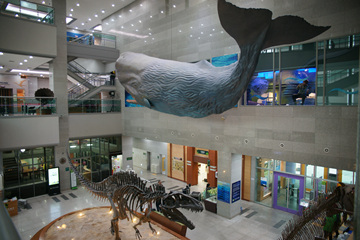 서대문자연사박물관에는 다양한 모형, 광물, 암석, 화석 표본 등이 전시돼 있다.