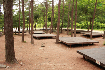 충남 서천군에 위치한 희리산해송 자연휴양림은 산 전체가 해송으로 뒤덮여 있는 국내 유일의 해송휴양림이다.