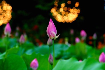 궁남지에는 흔히 볼 수 있는 백련, 홍련부터 희귀종인 대하연까지&nbsp;약 50여 종의 연꽃이 분포하고 있다.