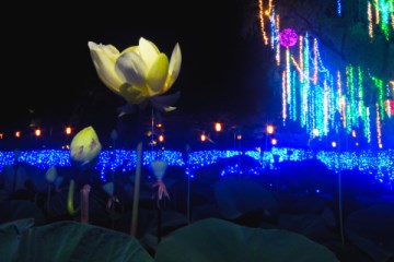 궁남지에는 흔히 볼 수 있는 백련, 홍련부터 희귀종인 대하연까지&nbsp;약 50여 종의 연꽃이 분포하고 있다.