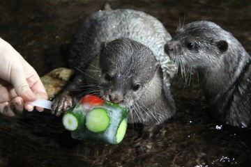 바다의 무법자&nbsp;상어(좌)와 귀여운 수달(우)도 관람할 수 있다.