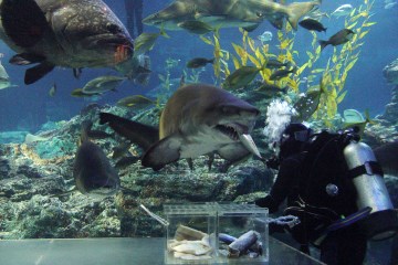 바다의 무법자&nbsp;상어(좌)와 귀여운 수달(우)도 관람할 수 있다.