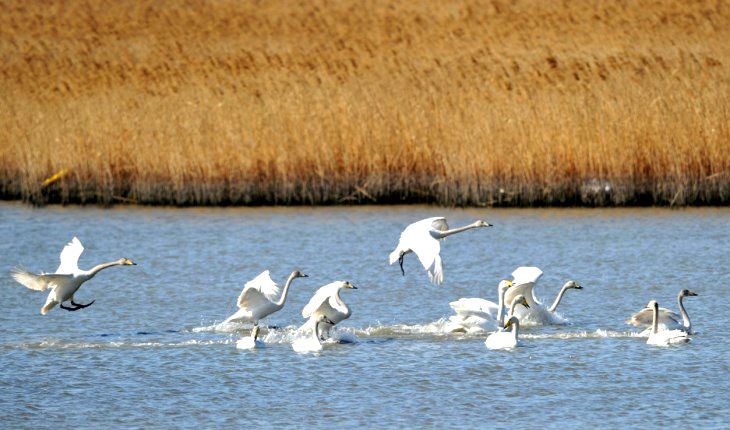 을숙도는 매년 희귀 철새들이 도래하여&nbsp;머물고&nbsp;가는 곳으로 알려져 있다.