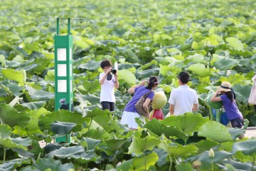 백련지를 찾은 관광객들이 기념 촬영을 하고 있다.
