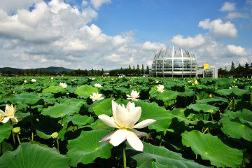 해마다 6월부터 9월까지 회산 백련지에는 수종의 연꽃이 피어나&nbsp;장관을 이룬다.