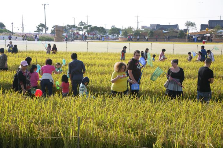 김제는 매년 가을이 되면 지평선 축제로 활기가 넘친다.