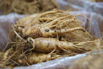 증평의 비옥한 토양은 인삼이 자라기 좋은 땅이다.