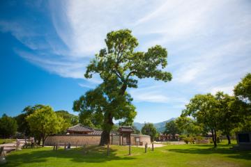 회화나무에는 과거 천주교도들의 아픈 기억이 서려있다.