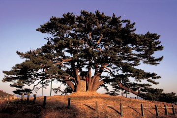 우뚝 솟아 강직한 기개를 뽐내고 있는 죽성리 해송