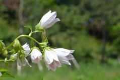 봉오리가 살짝 열린 모양의&nbsp;초롱꽃