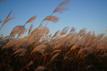 푸르른 가을 하늘과 하이얀 억새의 조화가 아름답다.