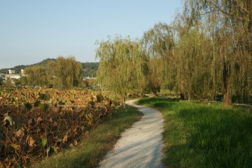 버드나무 드리워진 산책로 따라 걷는 길