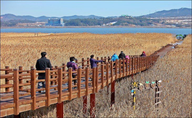 사랑하는 사람과 함께 걷는 갈대밭은 어떤 기분일까.