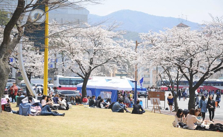 꿈꿨던 캠퍼스의 낭만, 벚꽃축제가 열리는 모습