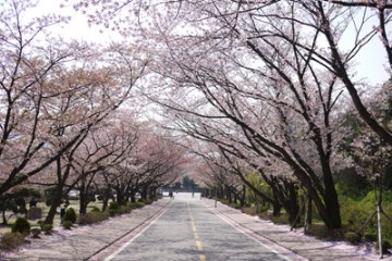 천안 북일고 정면에서 보이는 벚꽃나무들