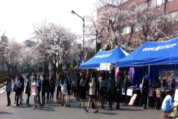 상명대의 명물, 벚꽃축제가 열리는 모습