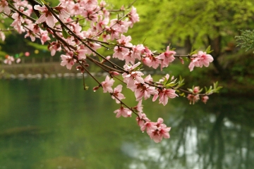 봄의 향기를 담고 있는 백양사 고불매