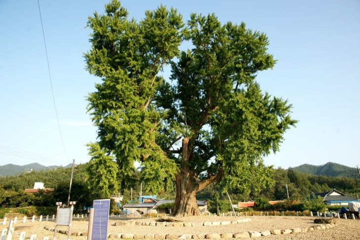한 곳에 오랫동안 뿌리내린 나무는 마을신, 혹은 대표적 상징물로서 신성성을 지닌다.