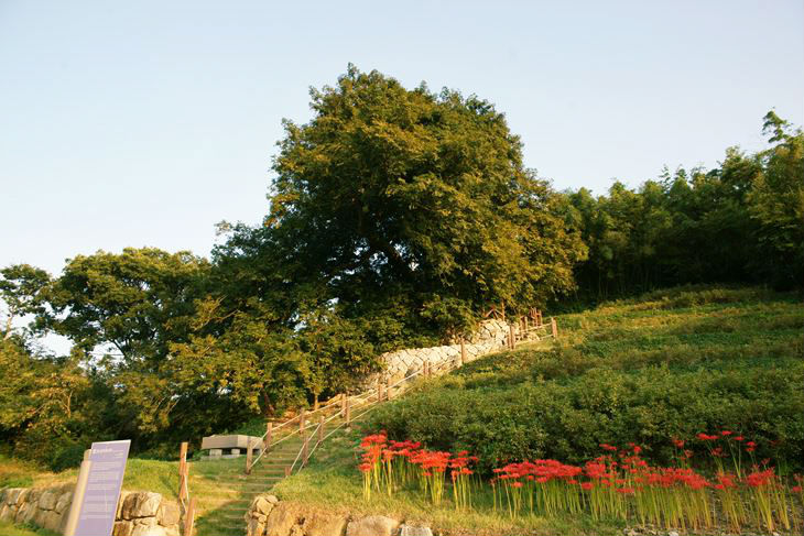 삼인리 비자나무는 천연기념물 제39호로 지정되어 있다.
