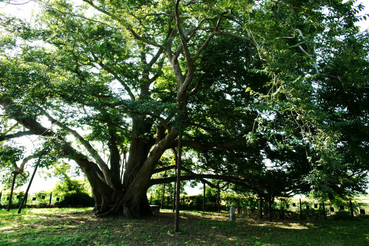 사당리 푸조나무는 천연기념물 제35호로 지정돼 있다.