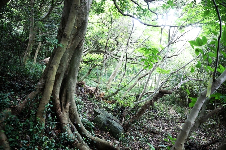 애도의 오랜 주인인 당숲