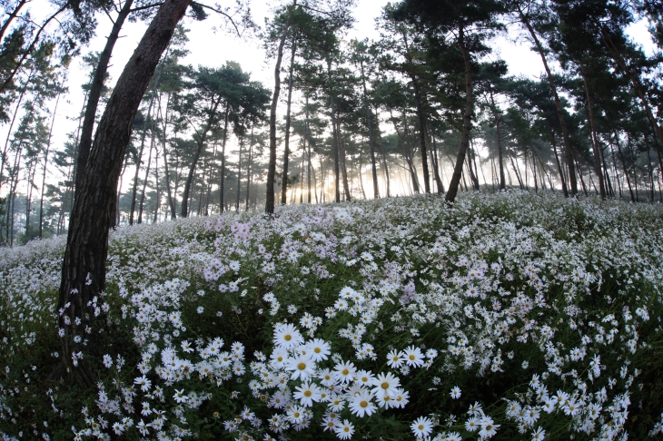 구절초테마공원 전역에 만개한 구절초