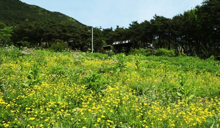 떠나기 아쉬울 만큼 아름답게 핀 야생화