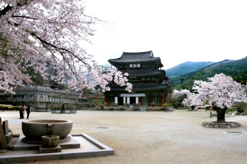 봄이면 금산사 인근에는 벚나부가 향연하는 멋진 풍경이 연출된다.