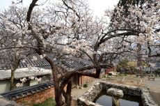 세계문화유산 순천 선암사에 매화꽃 활짝, 국내여행, 여행정보