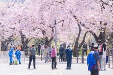기다렸던 봄의 대향연…영등포구, 4년 만에 봄꽃축제 전면 개최, 국내여행, 여행정보
