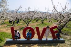 “해남의 봄이 활짝 열린다”3월 봄축제 연달아 개최, 국내여행, 여행정보