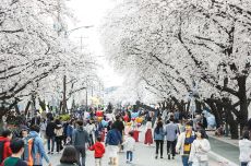 2023 안동 벚꽃축제, 4월 1일부터 닷새간 개최, 국내여행, 여행정보